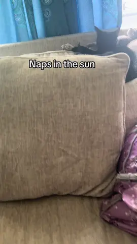 ##fyp #hoosiermomtok #kittens #naps #sunshine 