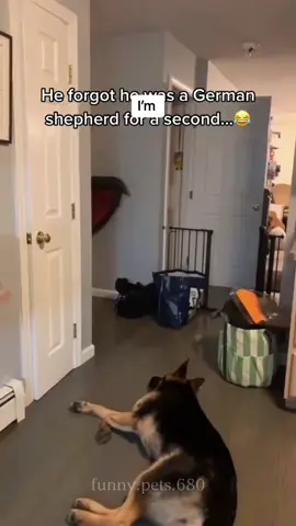 Dogs are afraid of toys🐶🤣dog#funny#funnyanimals#funnypets#animals #dogsofttiktok #pet #foryou #longervideos