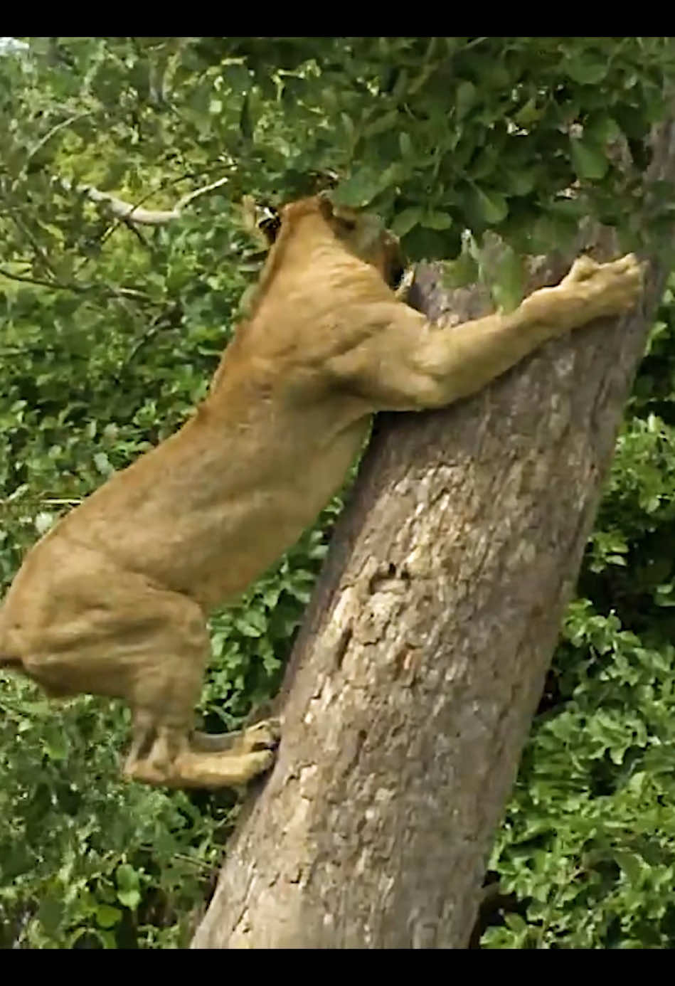 #amazinganimals #animalsworld #leopard #lions #foryoupage 