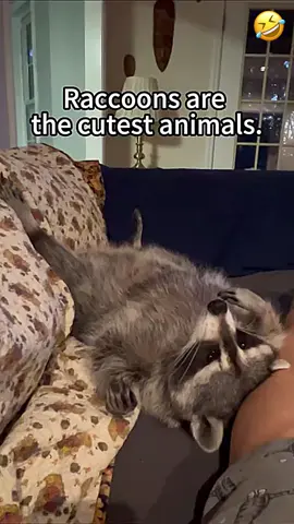 Raccoons are the cutest animals #raccoon #raccoons #raccoonsoftiktok #raccoonlife #funny #pet #animals #foryoupage #fyp 