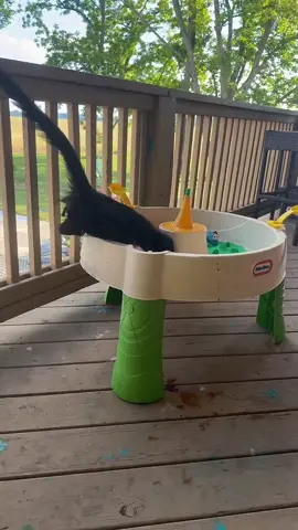 #tiktoklive #livehighlights #playtime#monkey#monkeying#aroun#creatorsearchinsights#😍🙈 