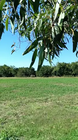 #CapCut 