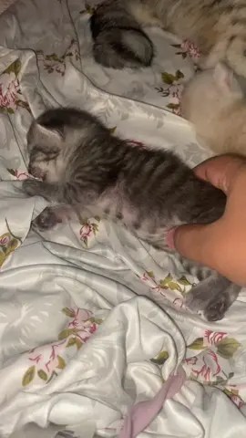Cutiee🥺2 weeks na silaaa #catsoftiktok #kittens #catlovers 