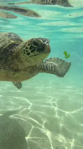 Free snorkeling in Maui.🤍 Remember not to touch the turtles when you go snorkeling.  Sea turtles have a thin layer of biofilm on their shells & skin that helps protect them from infections & parasites. Touching them can damage or remove this layer. 🐢 #hawaii #maui #travelcontent #snorkeling 