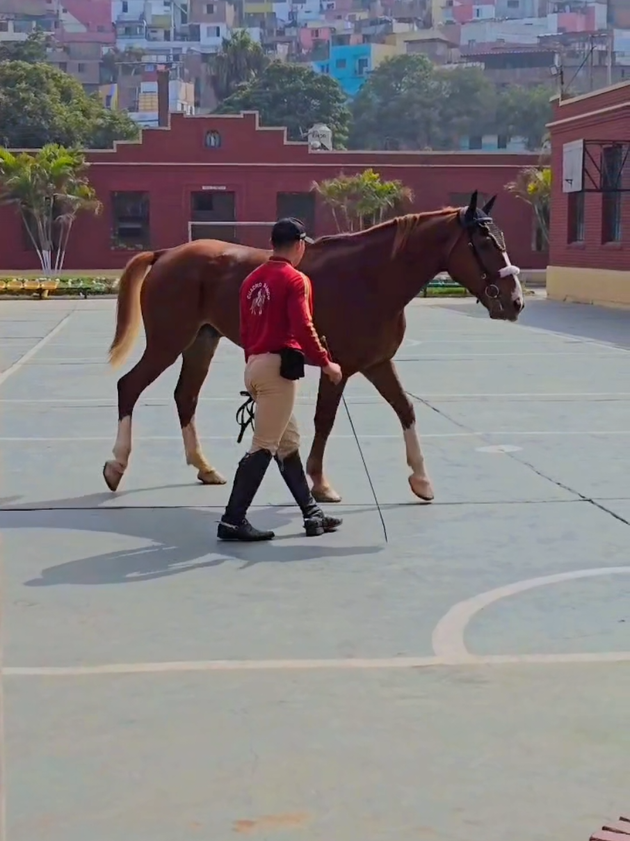 #caballos  #police  #Perú  #🇵🇪  #🐴 
