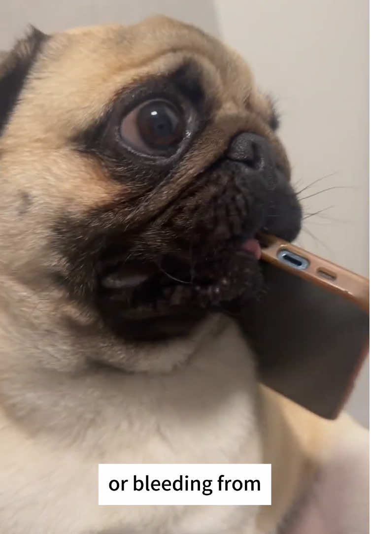 If your dog vomits, there could be various possible causes. It’s very important to understand your dog’s basic health condition and always pay attention to their digestive issues. #healthydog #petcaretips #dogdigestion #dogsoftiktok #dogparents 