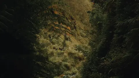 #CapCut #mangu #fujifilm #batumalang 