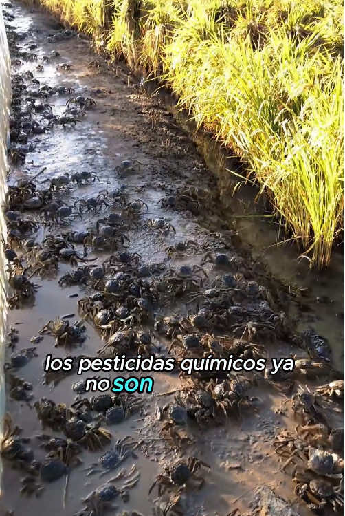 Rice and crabs coexist and harvest at the same time#LearnOnTikTok #DidYouKnow #tiktok #knowledge #agriculture 