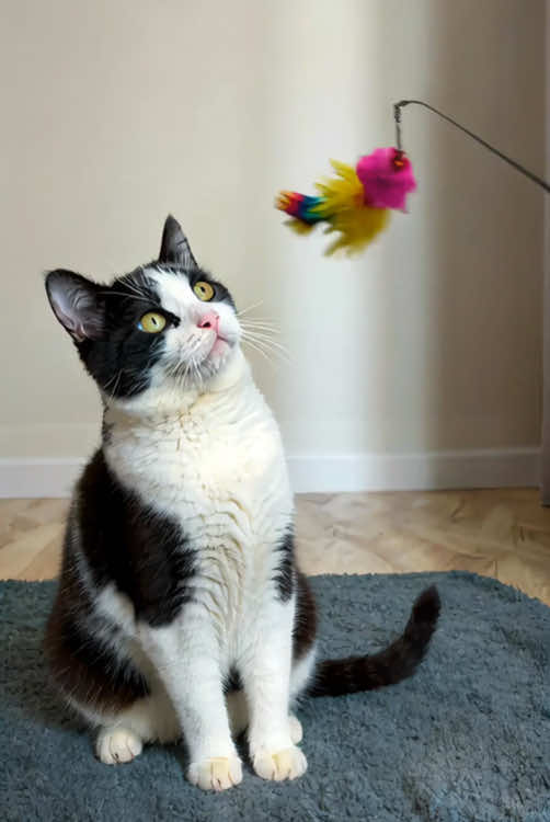 Cat fountain #fyp #pet #dog #cat #cats#TIkTokShopMothersDay#catlover#PetsOfTikTok#cuteanimals 