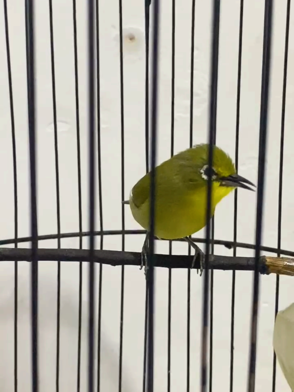 pancingan pleci bikin emosi #pleci #fy 
