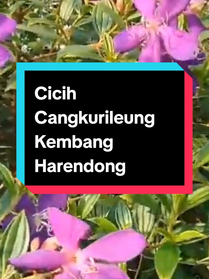 #jaipongan #durasipanjang #cicihcangkurileung #mangubleg #kembangharendong #sunda 