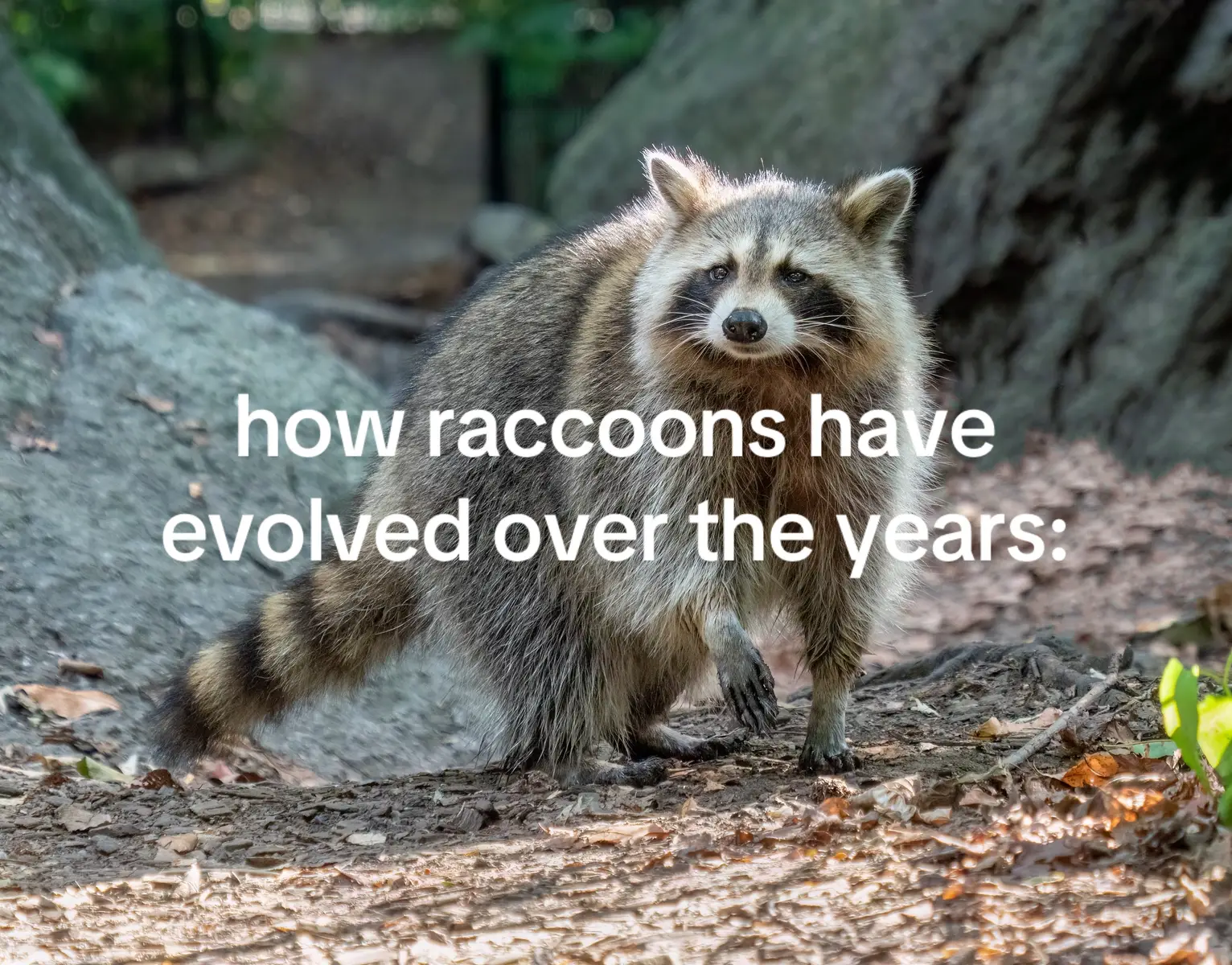 1. Raccoons are intelligent and adaptable: They can open jars, solve puzzles, and adapt to various environments, including urban areas.  2. They are often seen 