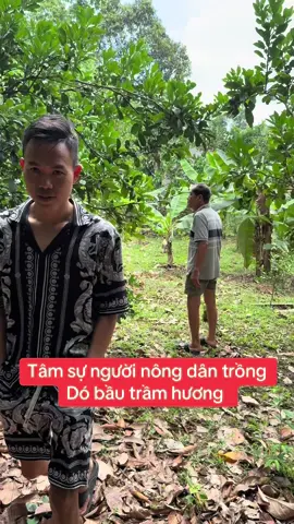 Tâm sự người trồng dó bầu trầm hương thu tiền tỷ của người nông dân 👇#vietnam @Trầm Hương Huỳnh Đức Tài 