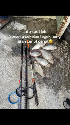 #mancing #storymancing 