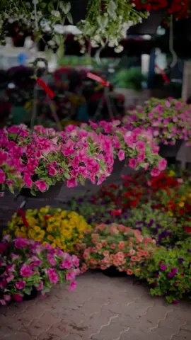 كل ما يتم خلف ظهرك يتم أمام الله 🤍🌺#canada_life🇨🇦 #رسائل_شاكر #spring 