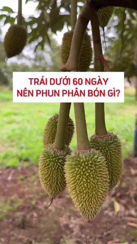 Trái dưới 60 ngày thì nên phân bón gì?  #Phanbonla #Chaytrai #Duongtrai #Saurieng #Durian #Phanbon #Nongnghiep