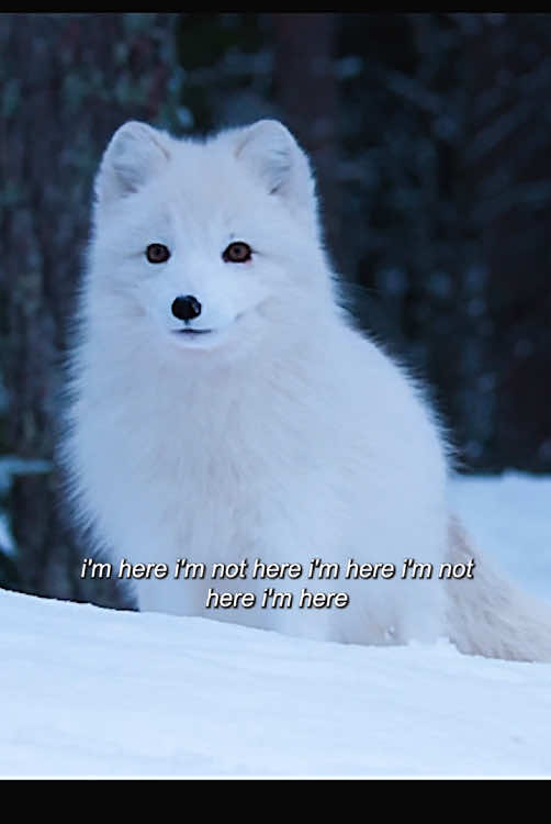 #amazinganimalsworld #wildlife #foryou 