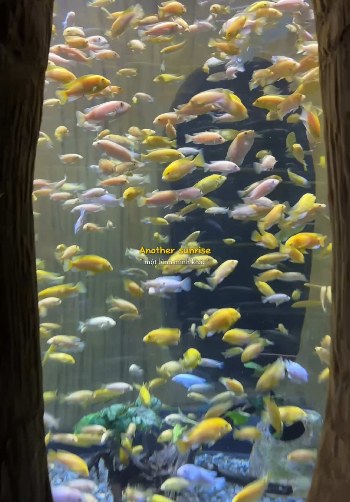 U30 lần đầu được đi Thuỷ cung 😎😎😎#CapCut #lotteaquarium #trending #fypシ゚ #xuhuong 