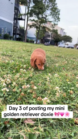 Follow for day 4!! 💞💞 #fyp #fypシ #dachshundsoftiktok #dachshund #viralvideo #viral #puppy #flowers 