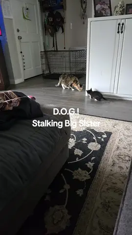 #CapCut #thegarcias #fy #fyp #fypシ゚viral #trending #dog #dogsoftiktok #MentalHealth #beagoodhuman #cat #cocoa #mia #jinxy #d.o.g.! #Love #marriedlife 