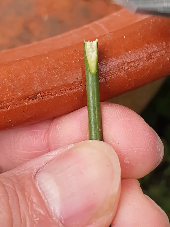 How to Graft Rose Branche on Tree Trunk #graft #roses #plant #branch #tree #trunk #flowers #rose #gardening #gardeninghacks 