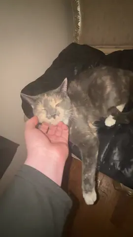 YES PLEASE 😩 #fyp #yesking #yesking😩 #yeskingaudios #cat #cats #catsoftiktok #funny #funnyvideos #funnycat #viralvideo #viral #trending #trend 