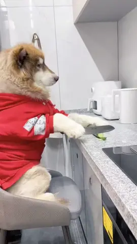#dog #funny #funnyvideos #xuhuong 