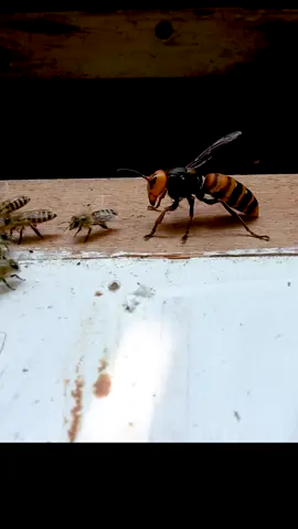 Giant Hornet vs. Japanese Honeybee- A Fierce Encounter in Nature!#hornet #wasps #wasp #bee #bees #animal #animals #fyp
