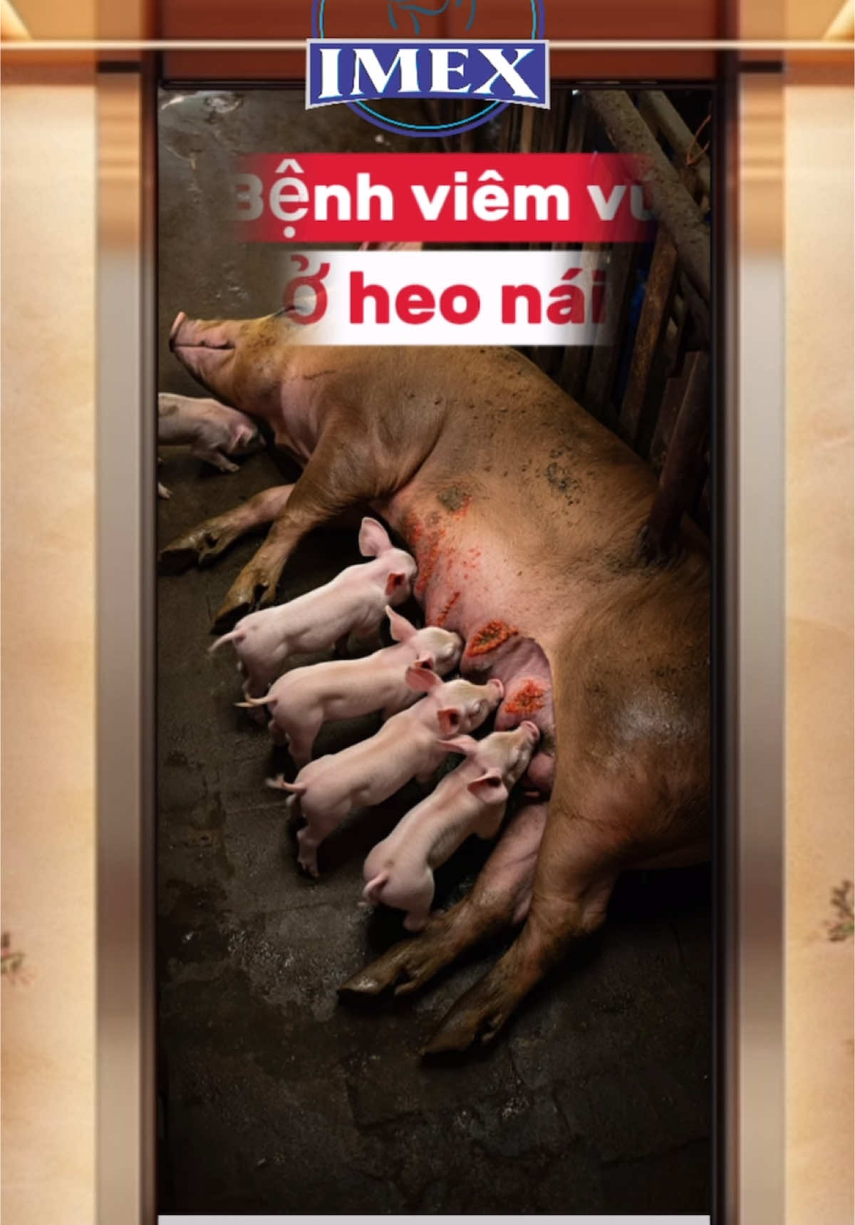 Bệnh viêm vú ở heo nái #pig #imex #NuoiHeoThongMinh #NongDan4 # #viemvu 