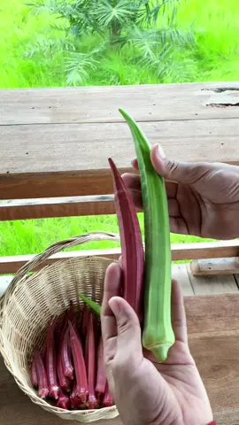 กระเจี้ยบมอญสีแดงสีเขียว รสชาติหวานอร่อยมีประโยชน์ สนใจเมล็ดพันธุ์ไปปลูกจิ้มตระกร้าเลยจ้า #บิ๋มนิตยา #กระเจี้ยบเขียว #กระเจี้ยบแดง #กระเจี้ยบมอญแดง 