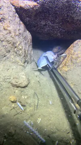 #deepsea #catchseafood #oceanexploration #beach #nature