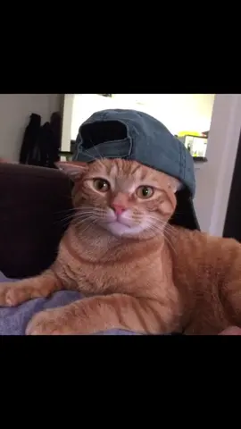 #fyp #me #cat #cap #cute 