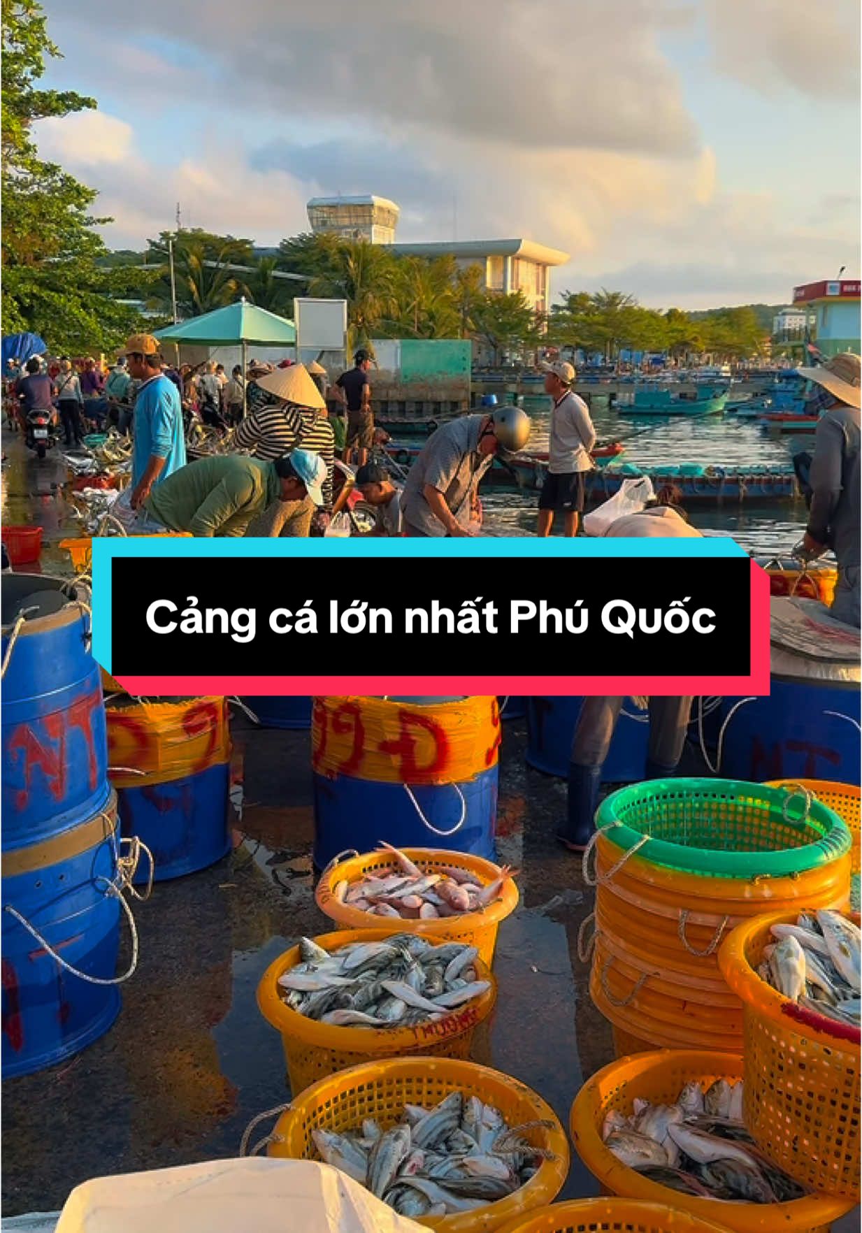 Bạn đã ghé qua cảng cá lớn nhất Phú Quốc này chưa? #haisan #phuquoc 
