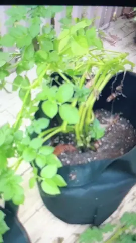 Jardinería y cultivos de verduras y frutas #jardin #frutas #papas #garden 