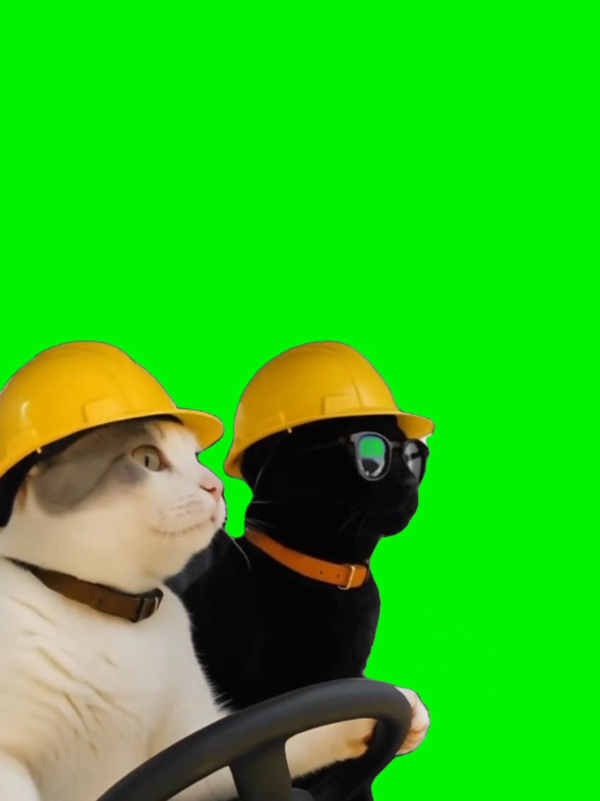 #funny #cats #driving #meme #omw #work #workmeme #greenscreen 