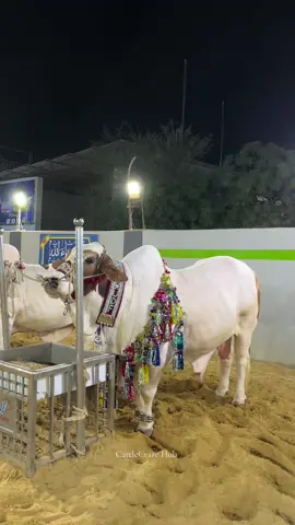 Masha Allah ❤️ #cattle #mandi #bakraeid #cattlecrazehub #trending #foryou #foryoupage 