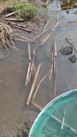 Rural outdoor fields are full of fish and fishing is really easy #fishing  #fish  #fishtrip  #lxmfamily  #fishingfun  #fishinglife  #eels #loach