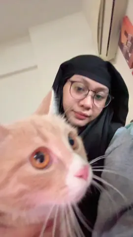 ا،ب،ت..  #medina #cat