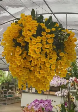 Bụi vảy rồng khủng quá