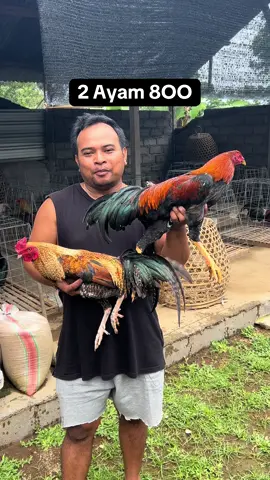 2 Ayam Kancingan Buik  #ayam #ayamfilipin🇵🇭 #peternakayam #fyp 