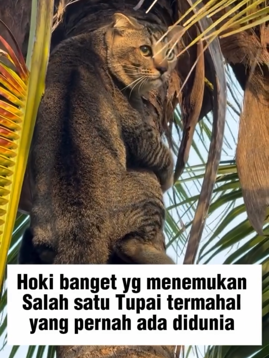 Kemarin Nemu koala anggora skarang Tupai Alaska 😳#hiburan #cat #kucingoyen #kucingmujaer #oyen #tupai #movie #funny #fyppage #langka 