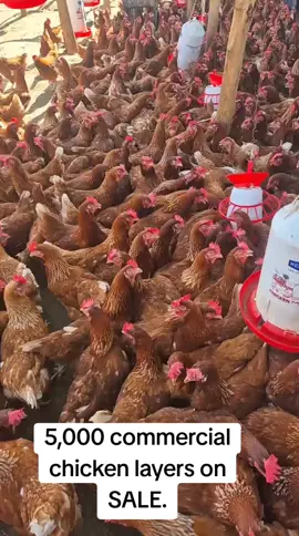 commercial chicken layers on sale. 4 ,5 and 6 months available.call us 0727861778#kenya #kenyantiktok #kenyantiktok🇰🇪 #kenyan #chicken #poultry #farming #kenyancomedy #poultryfarming #adweekchicks #layersfarming #chickenfarming #cages #chickencages #broilers #broilerfarming #kienyeji #incubators #chicks #chickens #improvedkienyeji #viralvideo #trendingkenya #trendinginkenya #trendinghashtag #fy #Fyyyyyyyyyy #trendinghashtags #kikuyu #kikuyuisbae #kikuyutitok #kikuyutitokers #kikuyucomedy #kikuyugospelsong #kikuyubae #eggs #chickeneggs #nyamiratiktok #siayatitoker #mombasatitokers #bungomatitokers #vihigatitokers#mombasatiktokers 