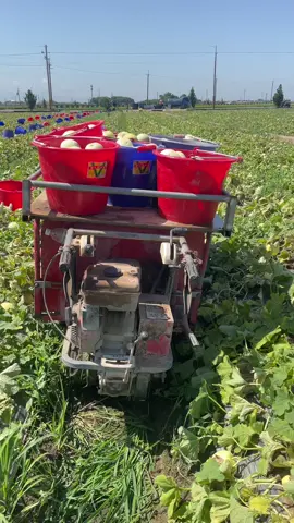 🍈 สู้แค่ไหว💪🏻เก็บเมล่อนใต้หวัน   #คนไทยในใต้หวัน🇹🇭🇹🇼  #TikTok夏日音樂節  #หยุนหลิน🇹🇼🇹🇭 