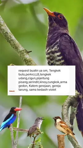 @sikumbang_hobies ready ka,semoga cocok #master #kicaumania #masteran #masteranburung #tengkekbuto #rajaudang 