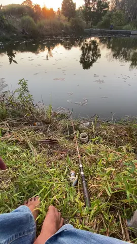 #masukberandafyp #xyzbca #fyp #viralvideo #lewatberanda #fishingtiktoks #keranjangkuning #pancing #boncos_mania 