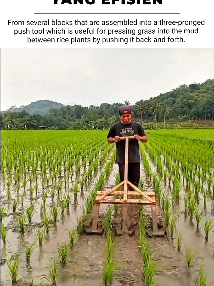 INOVASI LOKAL: CIPTAAN PETANI  #PetaniIndonesia #AlatPertanianSederhana #InovasiPetani #Sawah #RiceFarming #WeedingTool #AgriculturalInnovation