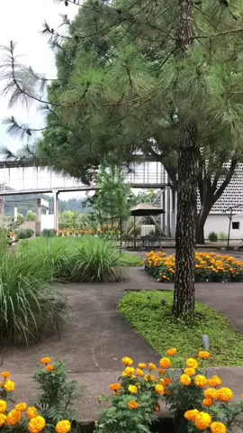 Akhirnya kesampaian ke Rumah Atsiri Indonesia 🌷💭 mau kesini lagi rasanya💌 @Rumah Atsiri #rumahatsiri #rumahatsiriindonesia #solo #temanggung #rumahatsiritawangmangu #placetogo 