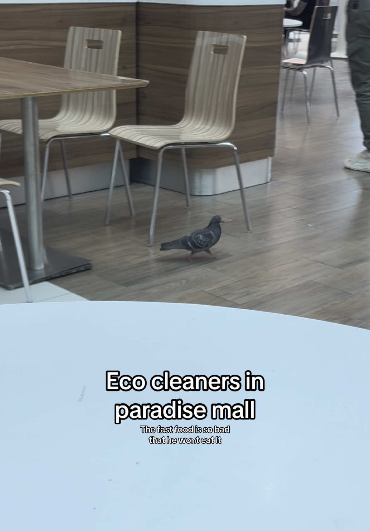 Shpuoniro golobilo #pigeon #mal #brainrot #българия #bulgaria 