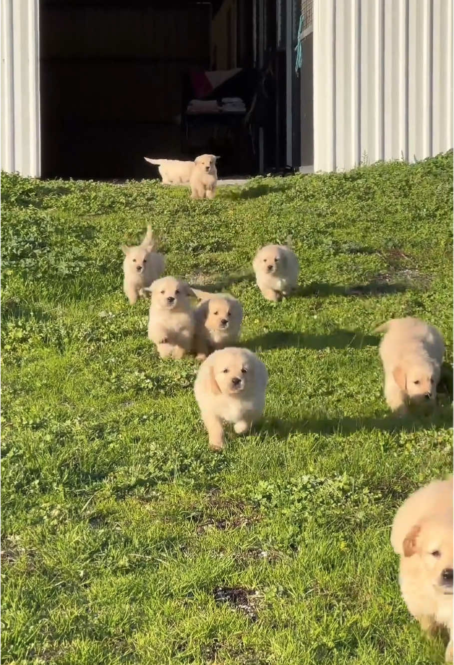 No one can say no to a puppy ❤️❤️ #dog #dogsoftiktok #funnyvideos #fyp #cute 