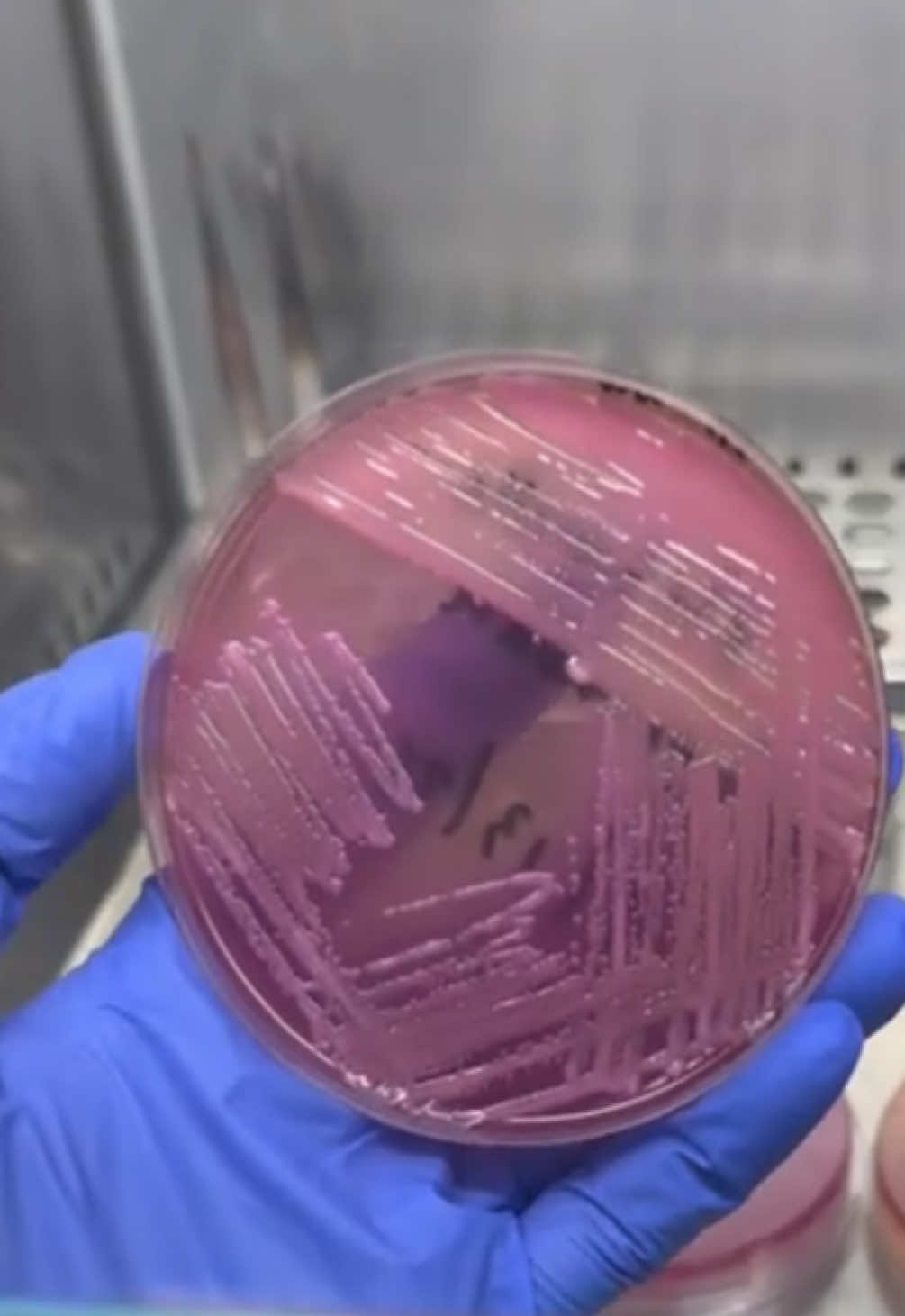 Bacterial Subculture Thanks sa pagluwal ng bacteria @GramPaositive  #bacteria #microbiology #medicaltechnologist #medicaltiktok #medtech #medtechlife #laboratory #laboratorylife #fyppppppppppppppppppppppp #fyp #CerealCerdik 
